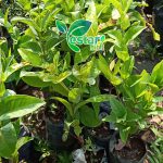 Jambu air kancing 1