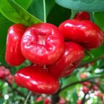 Jambu air kancing
