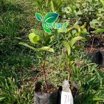 Jambu air kancing