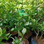 Jeruk Lemon Seedless 1