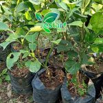 Jeruk Red Pamelo 1