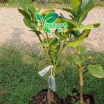 Jeruk Red Pamelo