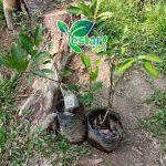Jeruk Siam Madu