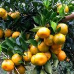 Jeruk Siam Madu