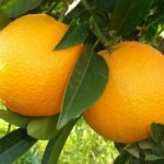 Jeruk sunkist 1