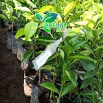 Jeruk sunkist 1