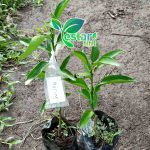Jeruk sunkist
