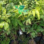 Kelengkeng Aroma Durian 1
