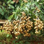 Kelengkeng Puangray