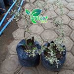 Ketepeng varigata