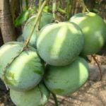 Mangga Apel