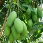 Mangga Chokanan