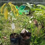 Mangga Chokanan