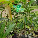 Mangga Gajah