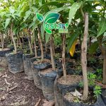 Mangga Golden 1