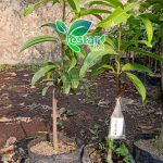 Mangga Golden