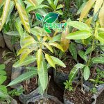 Mangga Harumanis 1