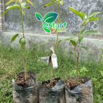 Mangga Harumanis