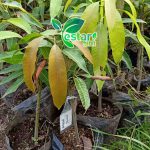 Mangga Irwin 1