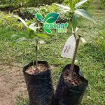 Mangga Kelapa
