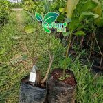 Mangga Manalagi
