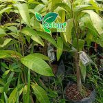 Mangga Red emperor 1