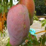Mangga Yuwen 1