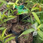 Mangga apel 1
