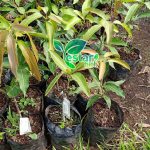 Mangga gedong gincu 1