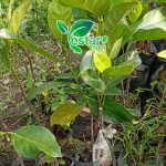 Nangka Merah 1