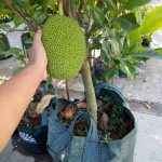 Nangka mini 1