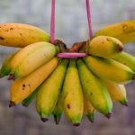 Pisang-Uli