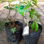 Plum Aussie atau Plum Australia