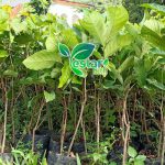 Rambutan rapiah 1