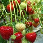 Strawberry California