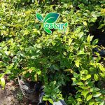 anggur pohon brazil preco 1