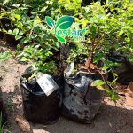 anggur pohon brazil preco