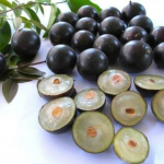 anggur pohon brazil preco