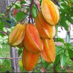 belimbing bangkok merah