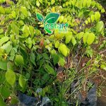 belimbing madu 1