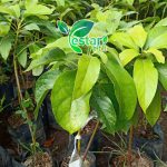 bibit alpukat tanpa biji 1