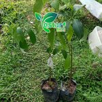 bibit alpukat yamagata