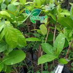 bibit jambu air madura 1