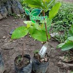 bibit jambu air madura