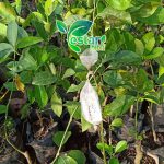 bibit jeruk lemon california 1