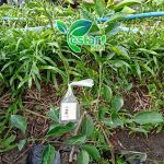 bibit jeruk limau