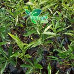 bibit jeruk nagami 1