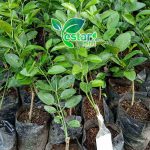 bibit jeruk nipis jumbo 1