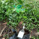 bibit jeruk nipis jumbo