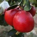 bibit-jeruk-red-pamelo